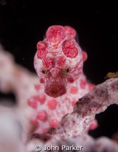 Pygmy watch! by John Parker 